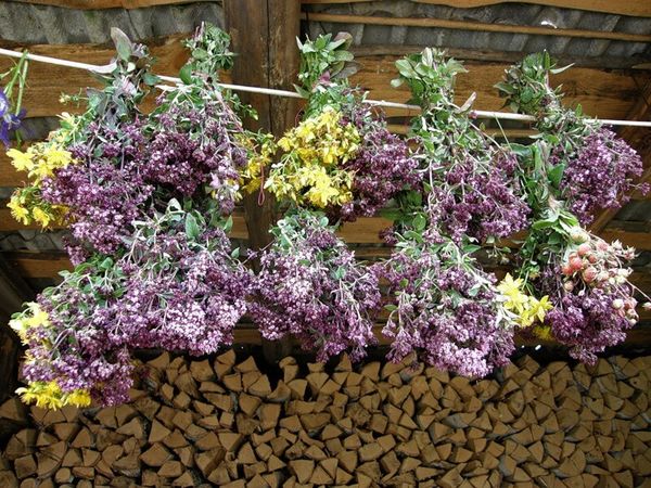  Marjoram uscat în fascicule