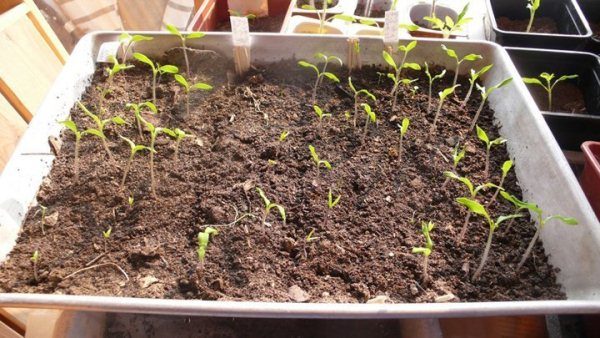  Após 7-10 dias você pode observar os primeiros brotos de tomate