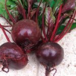  Barbabietola popolare in ritardo