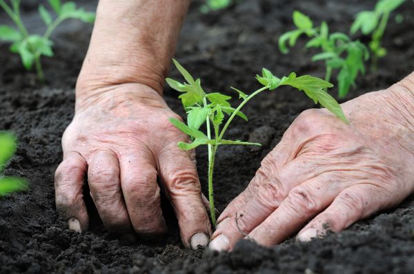  Transplante de mudas no campo aberto é feito após 20 de maio