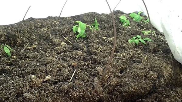  Early plantio de alecrim tomate sob o filme