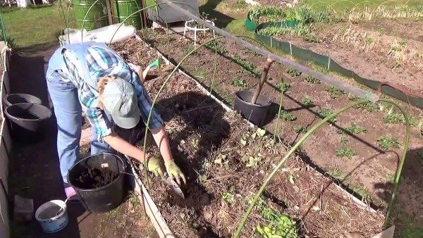  Un letto per piantare melanzane viene preparato in autunno
