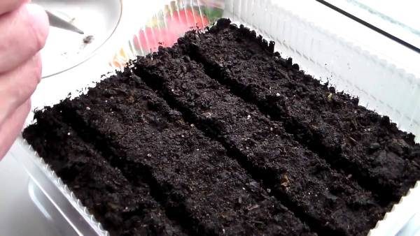  Plantando sementes de tomate Mazarin mudas na bandeja