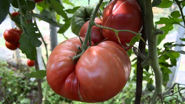  Tomate grau hospitaleiro