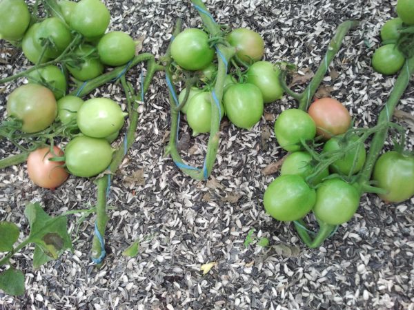  tomates de barao rosa