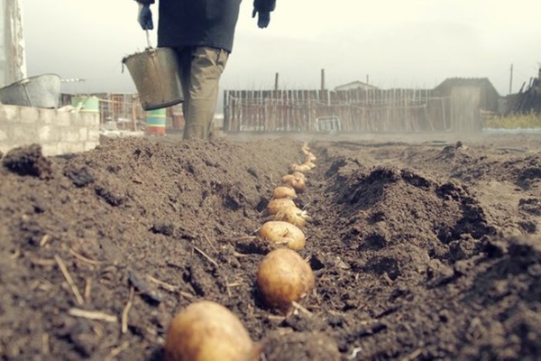  Înainte de plantare, tuberculi proces în permanganat de potasiu, germinează, plante la o distanță de 40 cm unul de celălalt