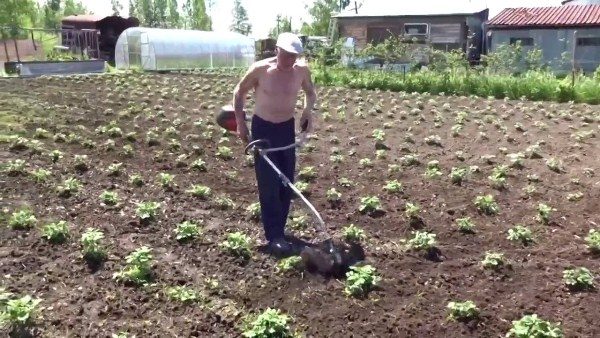  Weeding motato potatoes