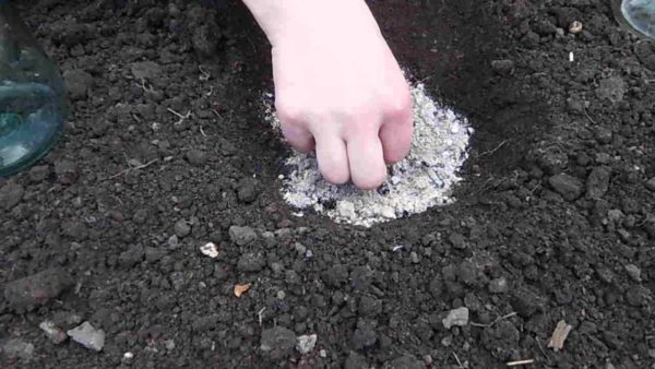  Plantarea semințelor de dovlecei