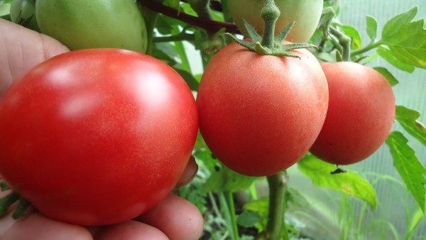  Tomate Nastya cresce e dá frutos durante toda a estação de crescimento.