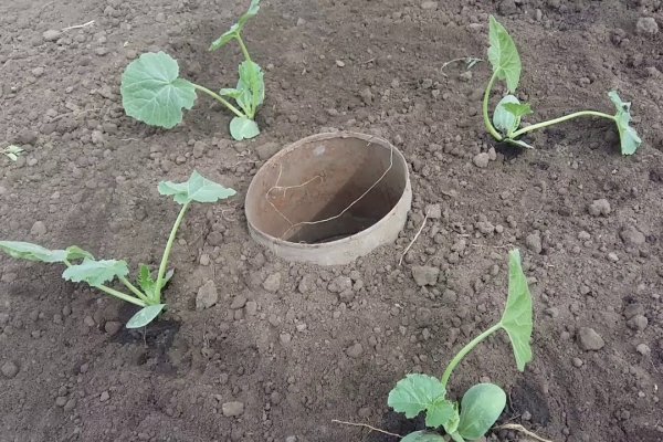  Le piantine possono essere piantate in piena terra a metà aprile