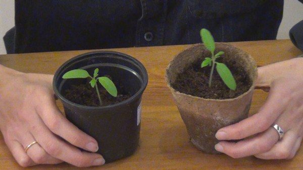  Brotos de tomate bonsai em vasos