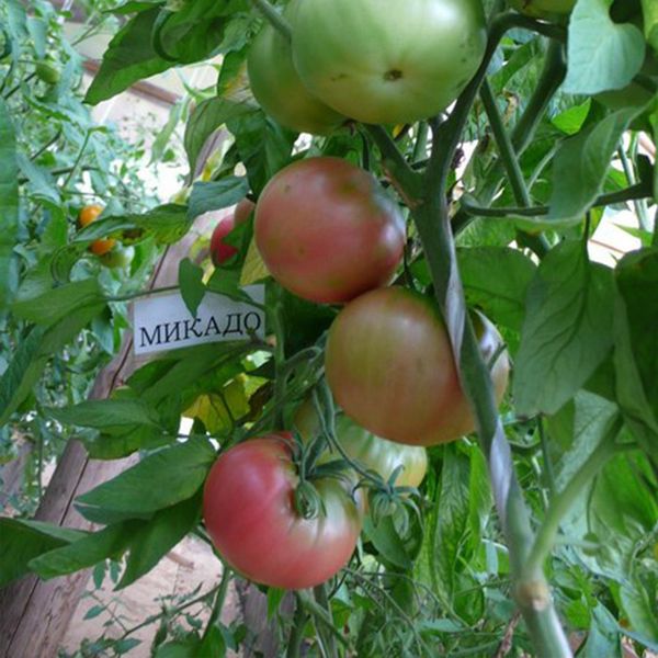  În nord, soiul este cultivat cel mai bine într-o seră, în sud - în câmp deschis