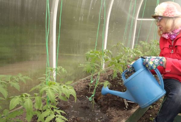  Mikado Tomato este udat pe măsură ce solul se usucă.
