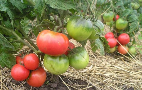  Tomate Pink Leader