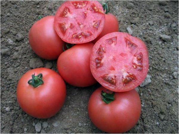  Solo las frutas grandes y maduras de la Rosa Líder son adecuadas para recolectar semillas.