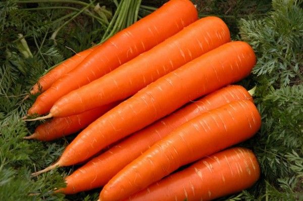  Cultivarea corectă a morcovilor