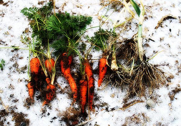 Atunci când podzimnoy plantare recolta de morcov va fi mai bine