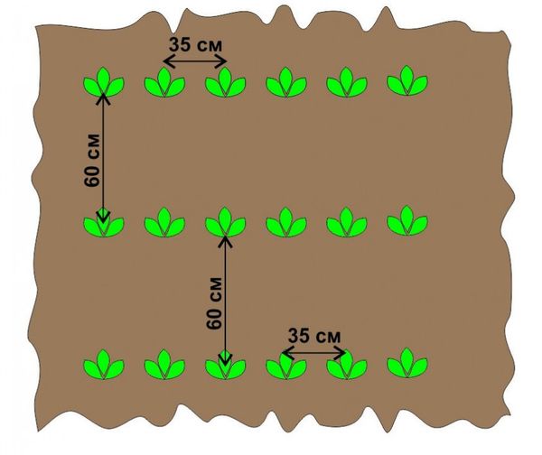  The scheme of planting potatoes motoblock