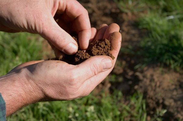  Determination of soil composition can be done by hand.
