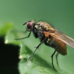  Malattie e loro prevenzione