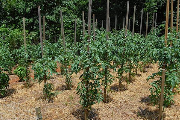  Recursos cuidados para tomates