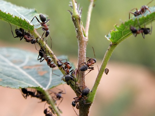  Come sbarazzarsi dell'invasione di formiche