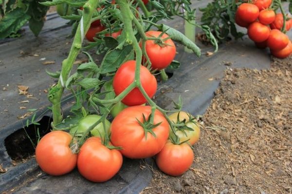  Descrição e características da variedade de tomate coletivo fazenda frutuosa