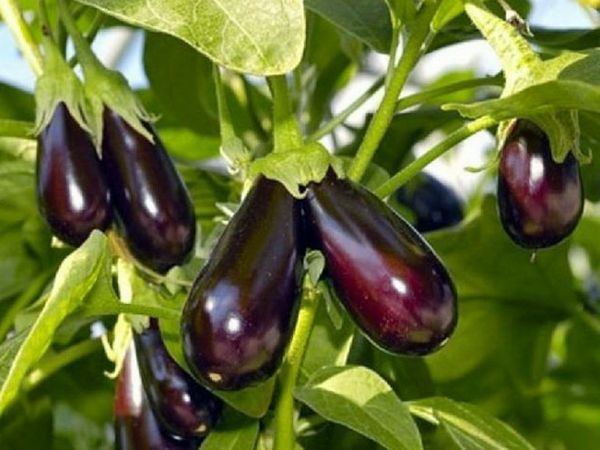  Punti di forza e punti deboli