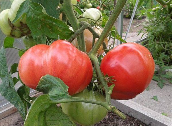  Milagre rosa de tomate