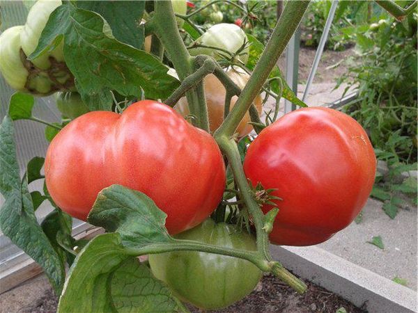  Milagre rosa de tomate