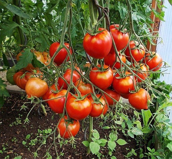  Características e descrição da variedade de tomate Tanya