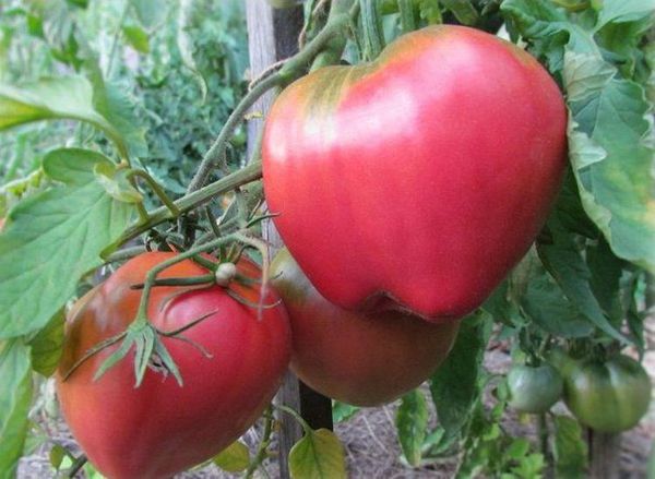  Paizinho tomate