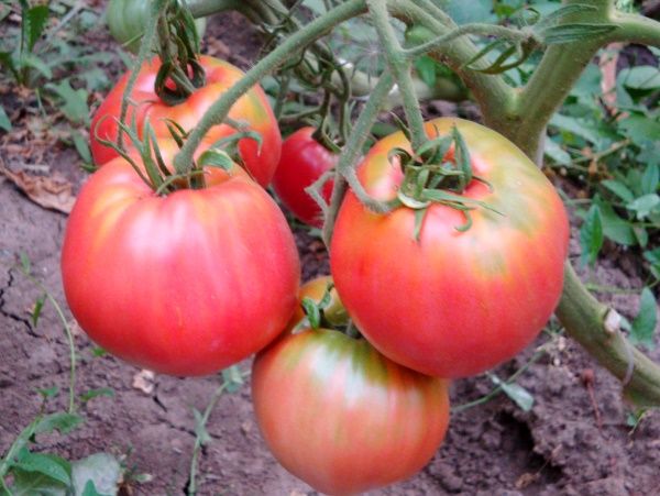  Descrição e características do tomate