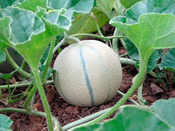  Caracteristicile cultivării