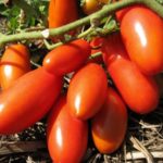  As variedades mais populares de tomates