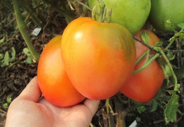  Para remover os frutos de tomate, Nastya deve ser regularmente enquanto amadurece