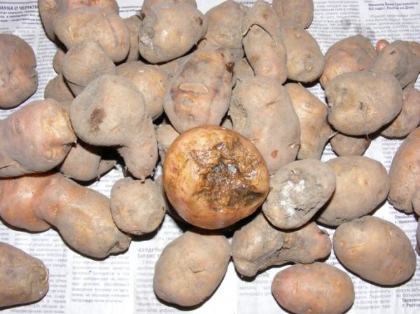  Danos causados ​​por batatas nematóides