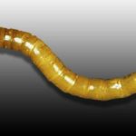  Larva dourada do nemátodo