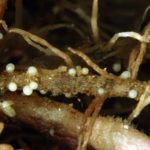  Cistos de nematoides pálidos