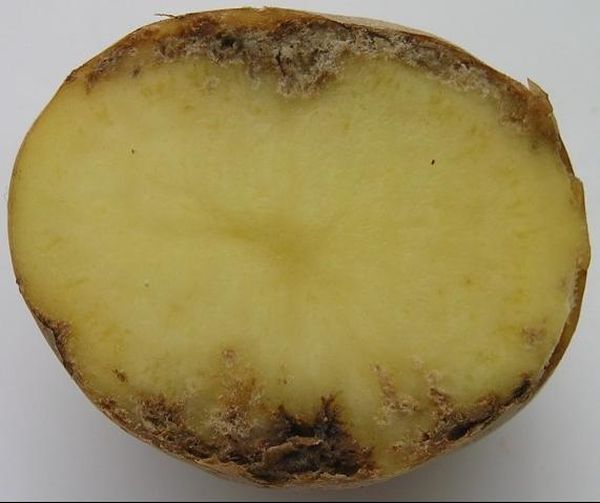  Derrotar o nematoide do caule do tubérculo