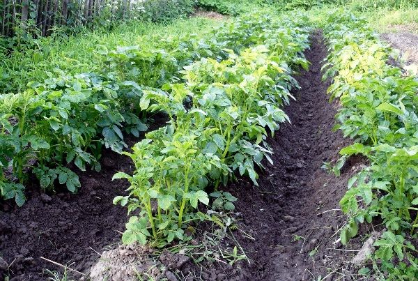  O plantio anual de batatas no mesmo local contribui para a propagação da praga.