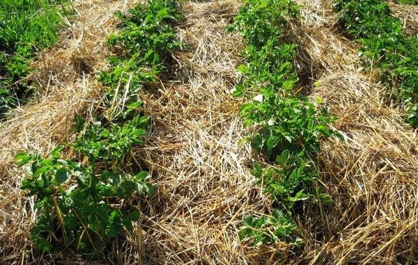  A variedade de batata resistente a nematoides deve ser cultivada por pelo menos 2 anos consecutivos