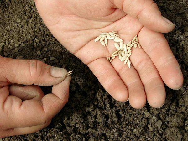  Una delle cause della scarsa crescita del cetriolo può essere una scarsità di semi.