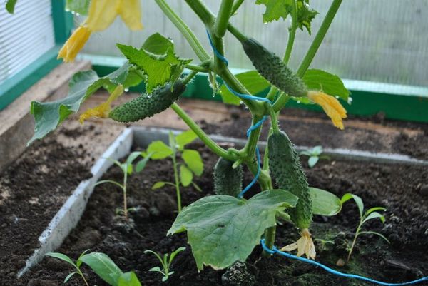  Per una buona crescita del cetriolo, è imperativo osservare il corretto regime di irrigazione.