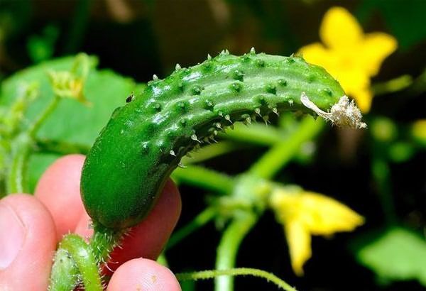  Con la mancanza di frutti di cetriolo azoto iniziano a arricciarsi