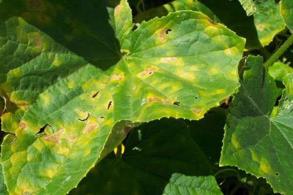  I punti sulle foglie indicano una malattia del cetriolo