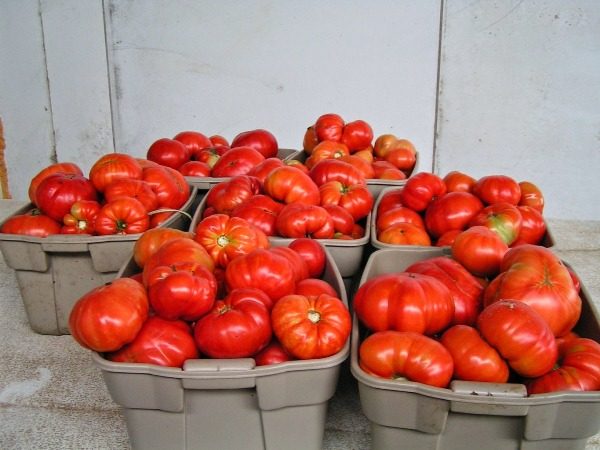  Recém colhido variedade de tomates Kholosolny em caixas
