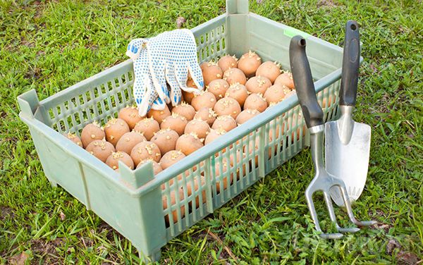  Potatoes before planting