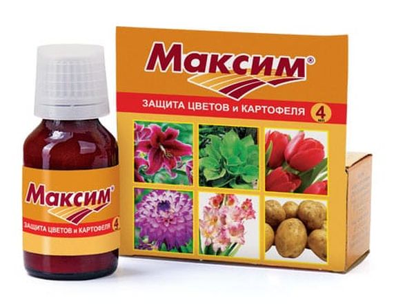  Drug Maxim para procesar tubérculos antes de sembrar