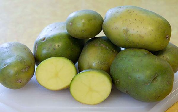 Para mejorar la inmunidad de las patatas se pueden sembrar tubérculos.